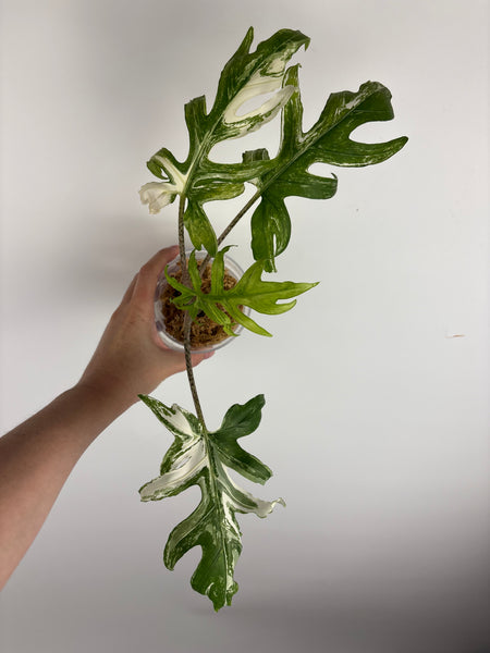 Alocasia Brancifolia Albo