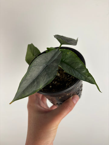 Alocasia 'Heterophylla' Dragon's Breath 4 inch
