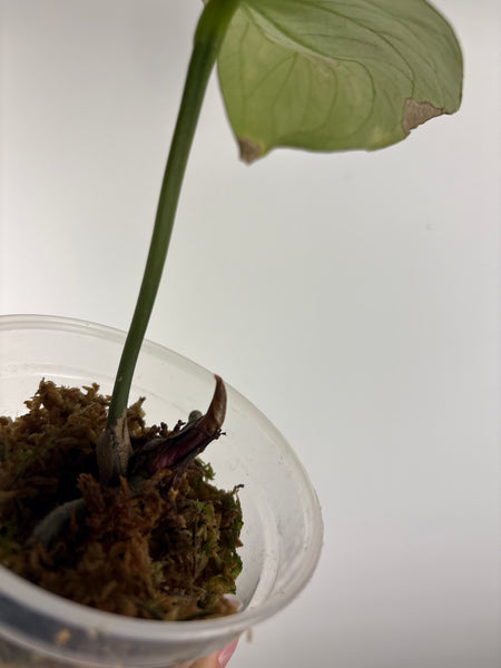 Anthurium king of spades As is
