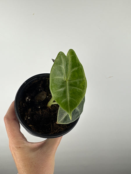 Alocasia Watsoniana low variegated aurea D