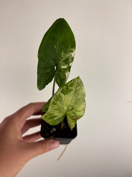 Syngonium albo