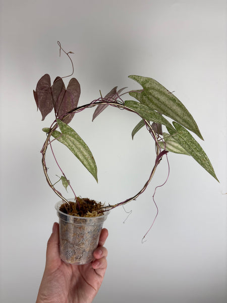 Dioscorea Garrettii pixel (Thailand)