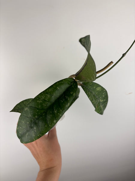 hoya sp agusen splash