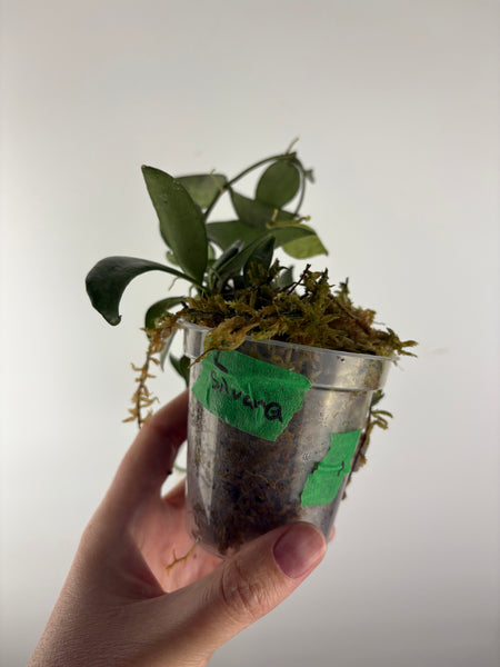 hoya lacunosa silver silvana 1