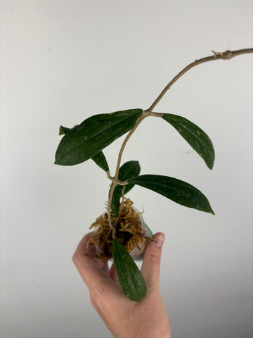 Hoya rigidifolia splash C