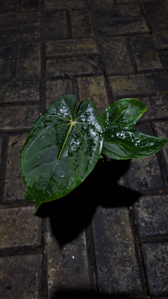 anthurium Bvit x rvdp