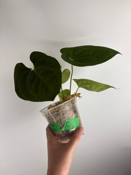Anthurium BVIT x dark phoenix C3