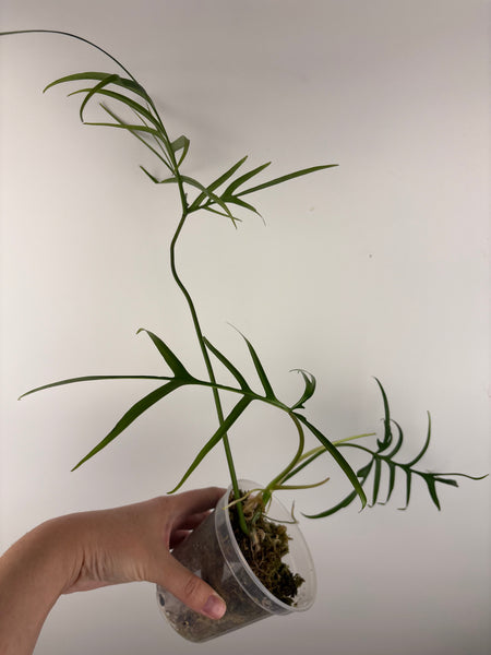 philodendron polypodioides