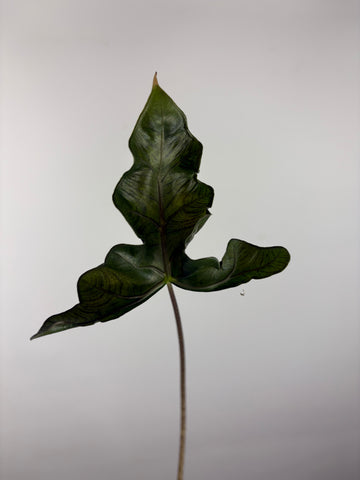 Alocasia Layla 3