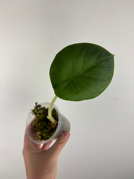Alocasia chaii