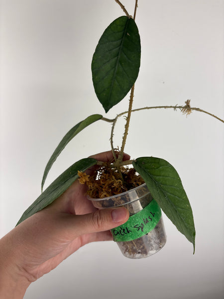 Hoya sp aceh