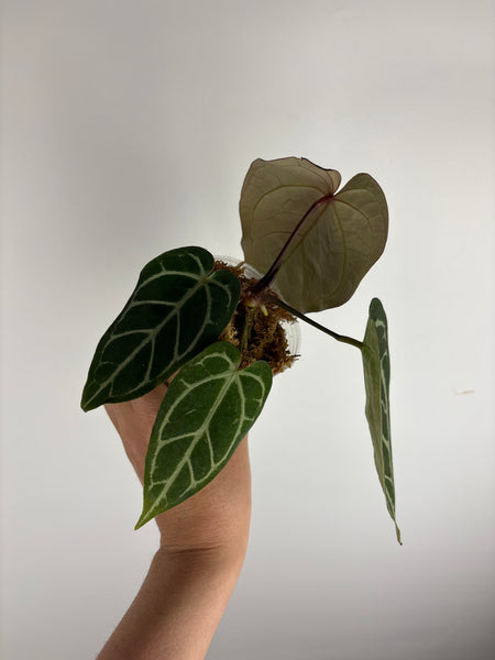 anthurium (red velvet cake x dark handsome) x dreamwaver (Thailand) A