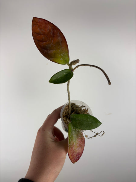 Hoya dalton henry from koko ranch as is