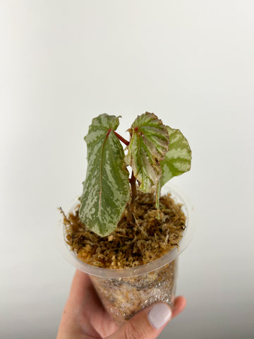 Begonia Sp AS IS