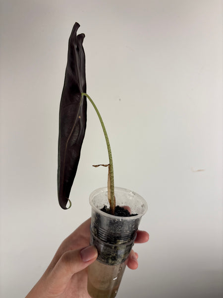 alocasia longiloba purple