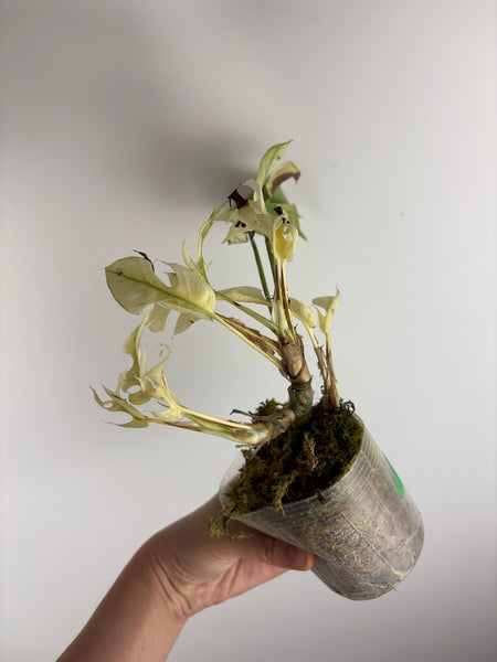 rhaphidophora tetrasperma white monster - multiple growth points
