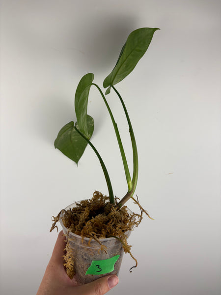 Syngonium chiapense variegated 3