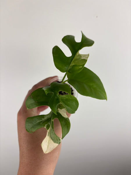 rhaphidophora tetrasperma white monster