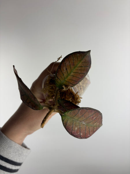 Hoya Gunung gading splash  C