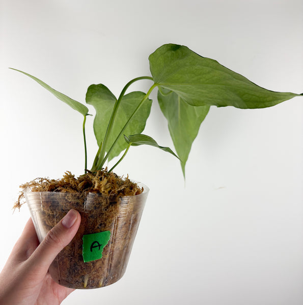 Anthurium delta force A