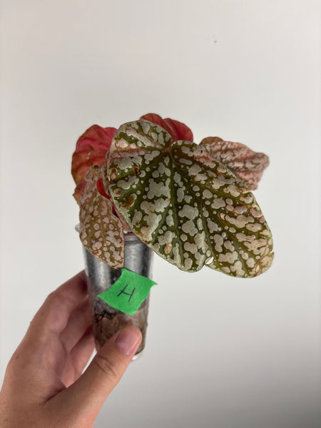 Begonia snow capped variegated H
