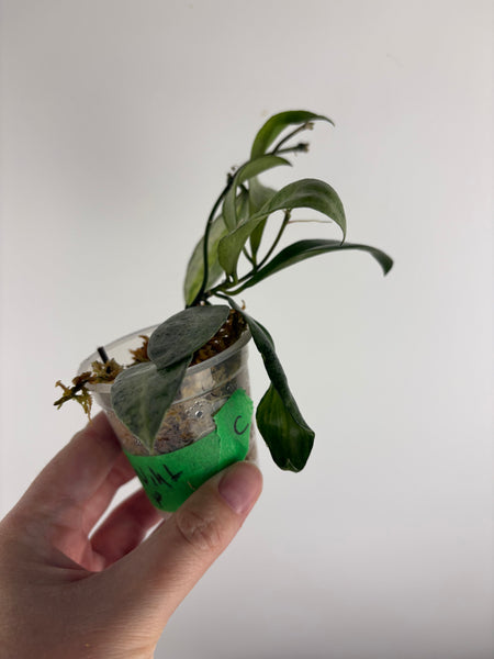 Hoya lacunosa winter pandora C