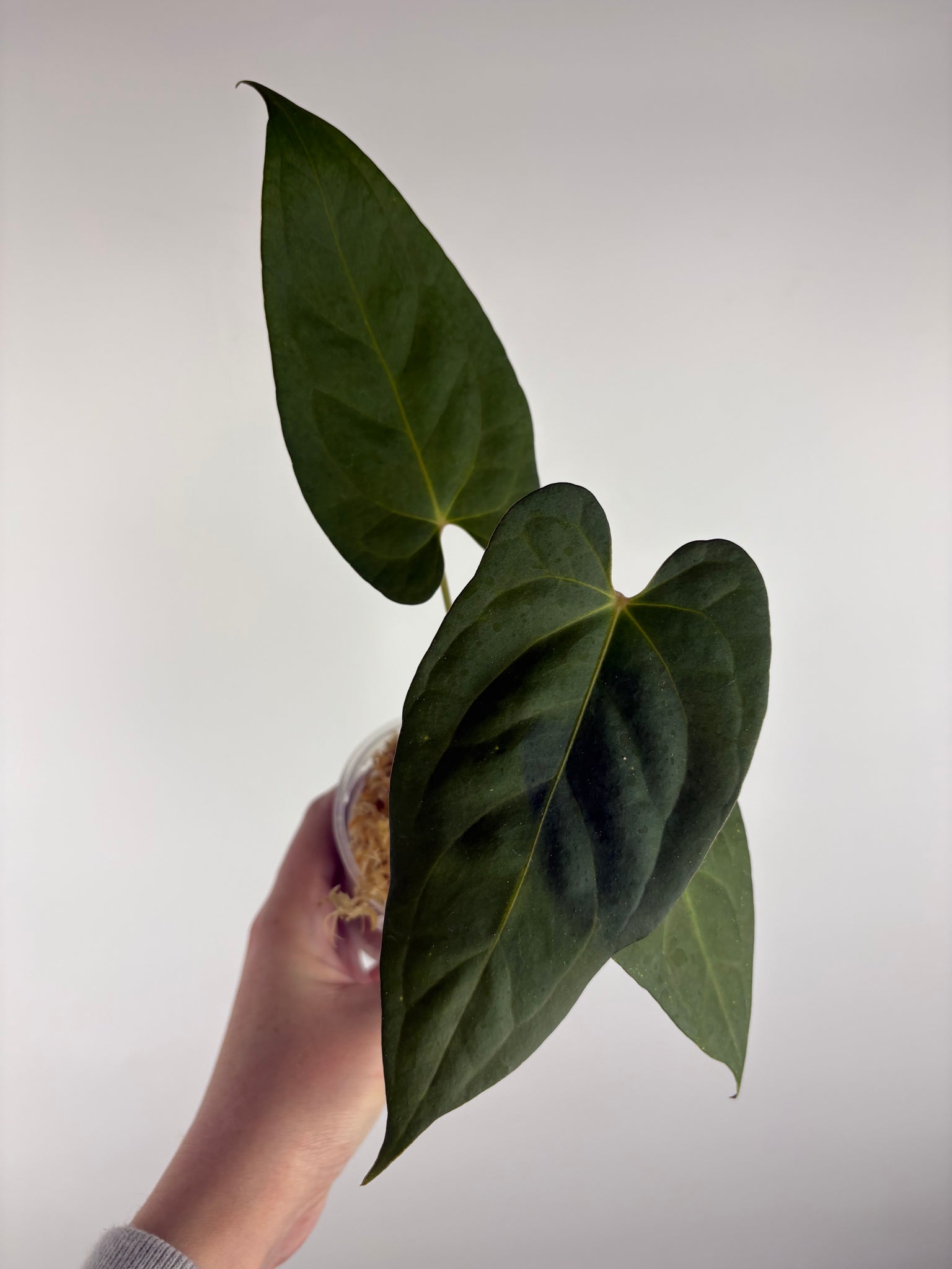 Anthurium BVIT x black sweet A