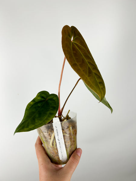 Anthurium (Luxurians x Besseae aff) x Besseae aff (Thailand)