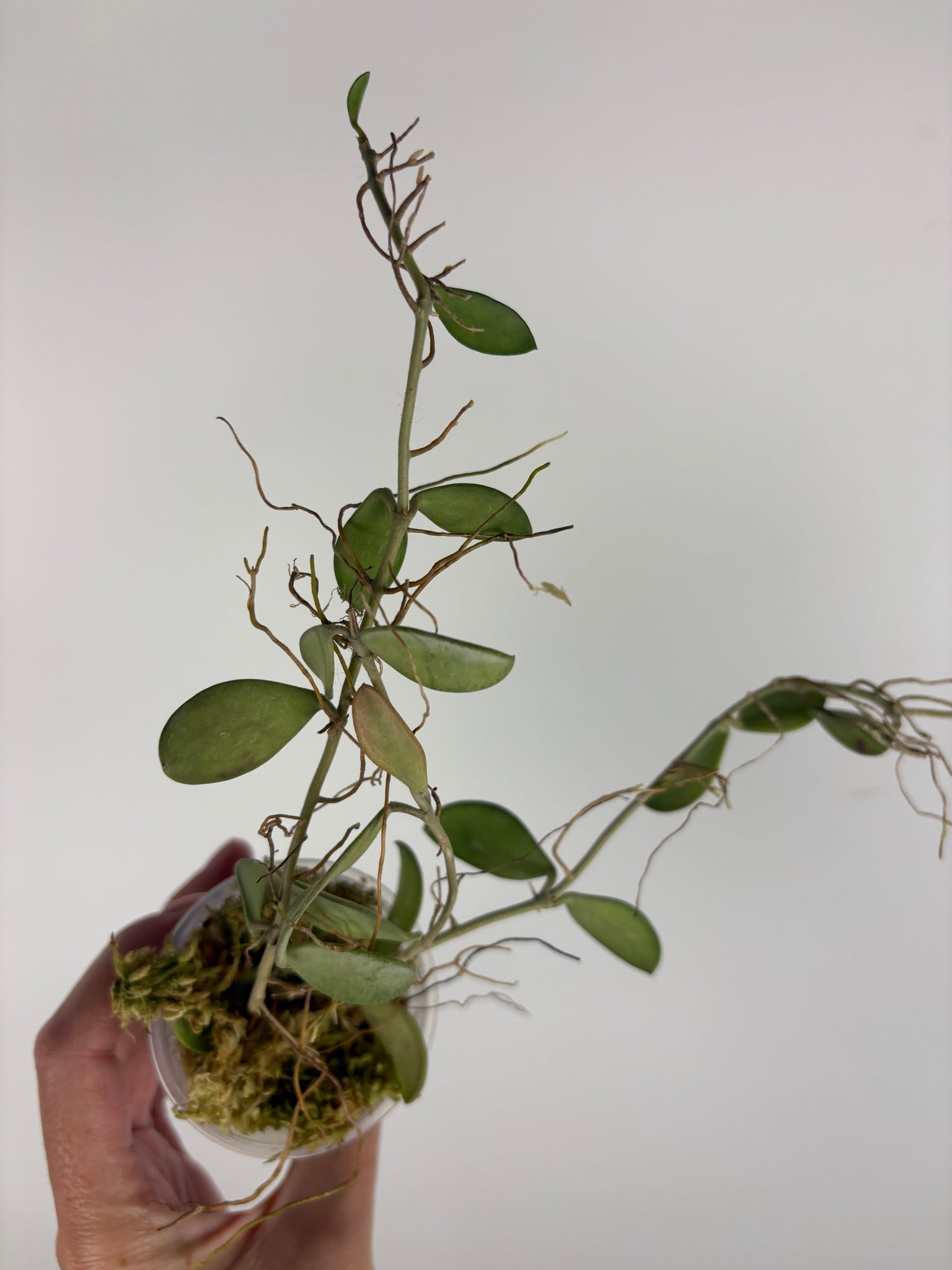 hoya nummularioides silver A