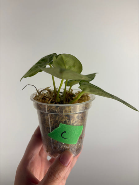 Anthurium silver chrome C
