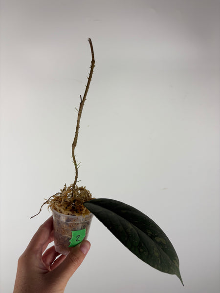 Hoya Meredithii bengkulu splash 2