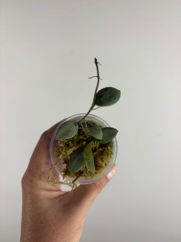 Hoya sp. Kalimantan ('Mini Coin' silver) 1