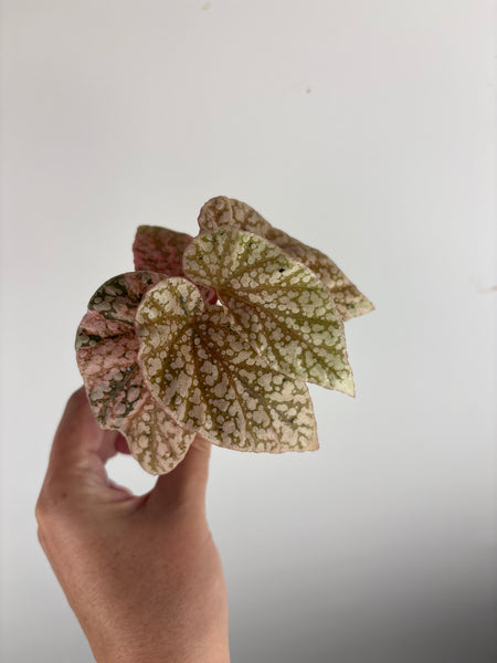 begonia snow capped variegated C