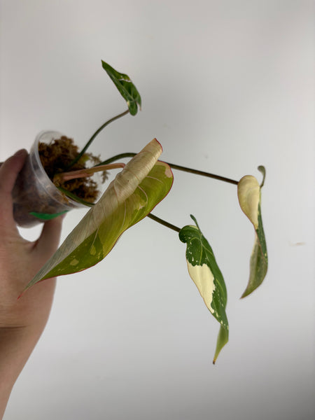 Philodendron gloriosum variegated small plant C