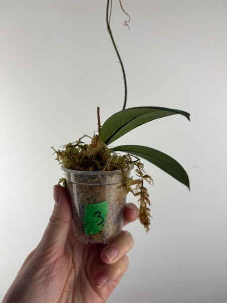 Hoya vitellinoides sp bengkulu 3