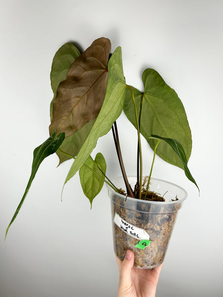 Anthurium warocqueanum x blue papillilaminum A