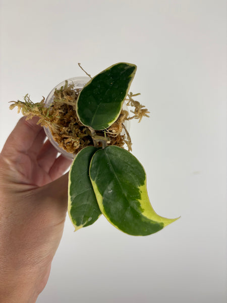 Hoya sp panglai west java albo 4