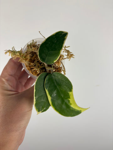 Hoya sp panglai west java albo 4