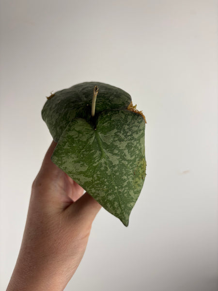 Hoya purpureofusca x imbricata A