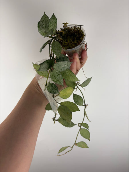 Hoya lacunosa moonshine B
