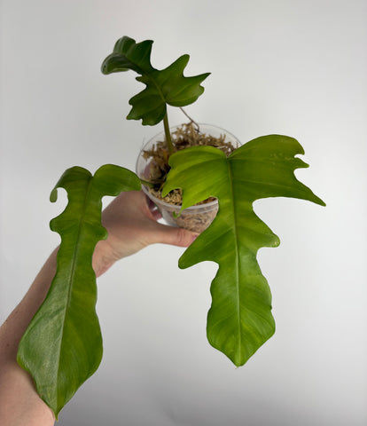 Philodendron Florida beauty x tortum not variegated A