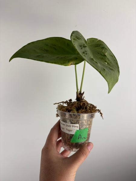 Anthurium silver king x silver tiger A2 as is