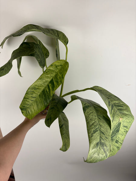 Epipremnum giganteum marble