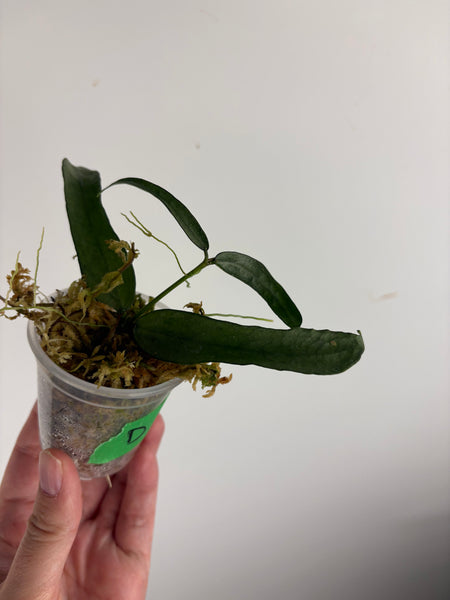 hoya pandurata silver C2