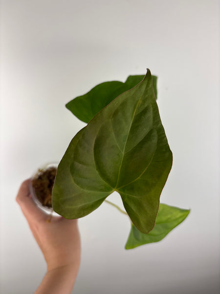 anthurium bvit x portillae
