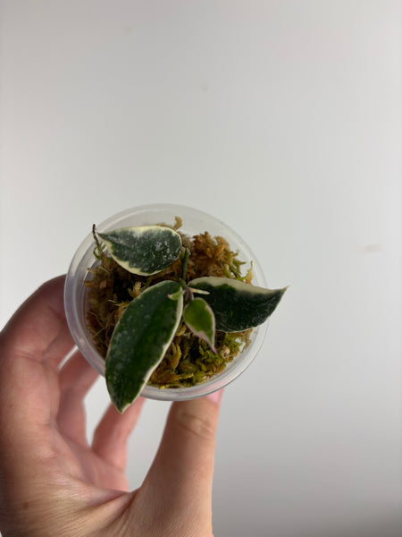 Hoya lacunosa ‘princess lumina’ A