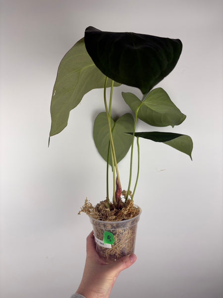 Anthurium black sweet x dorayaki B