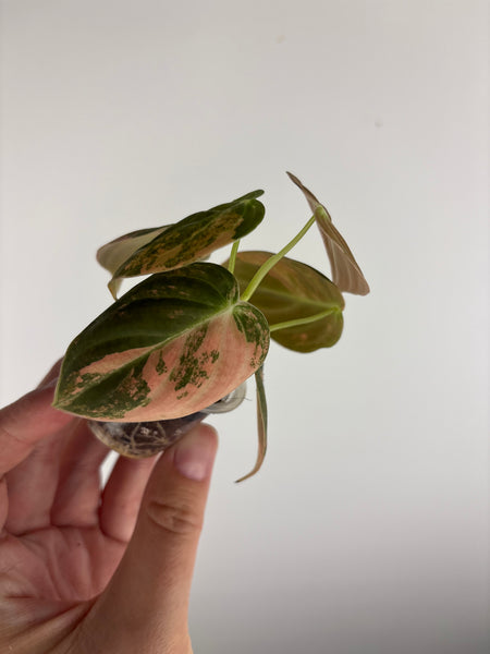 philodendron melanochrysum orange variegated C