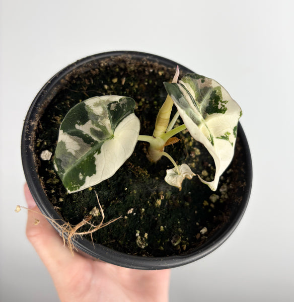 Alocasia Black Velvet variegated D