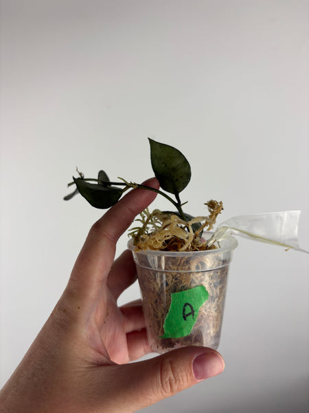 Hoya Lacunosa green flame A